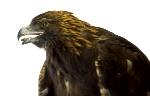 Representation of Brown Eagle